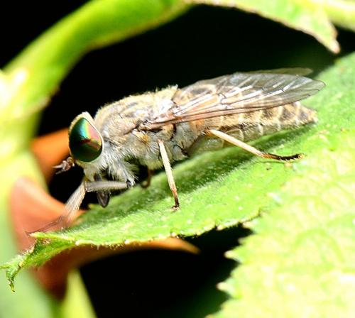Réf. 264 107 : Tabanus bromius